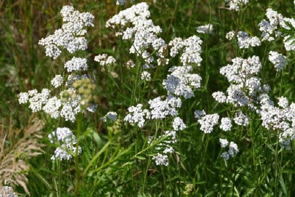 Yarrow roste