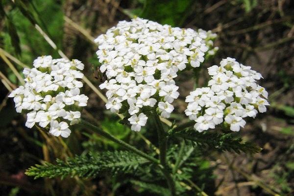 plante de prairie