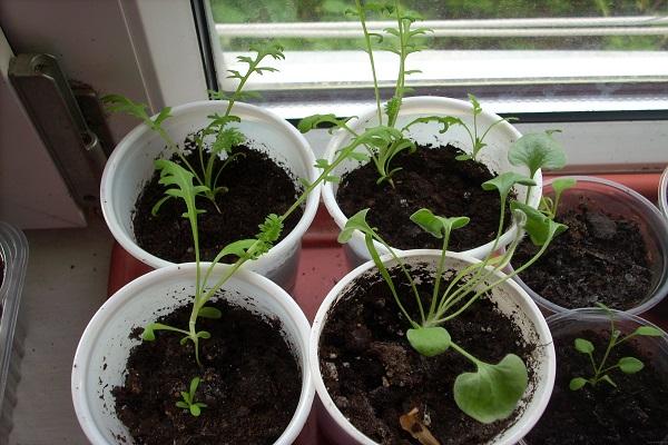 planting in cups