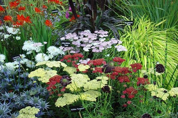 neighbors in the flowerbed