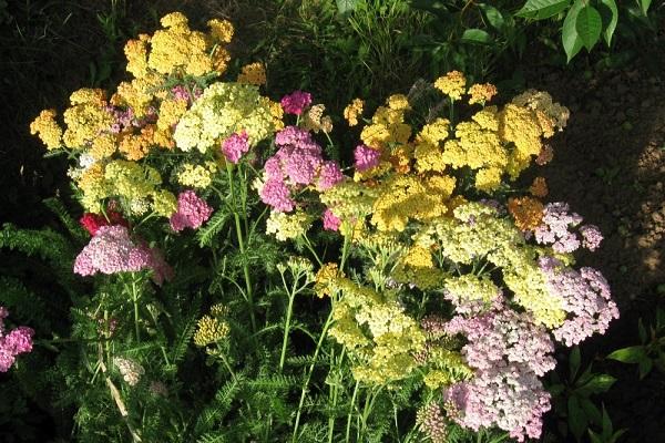 yellow flowers