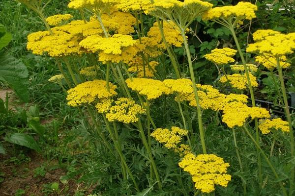 variété d'herbes