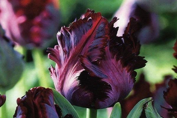 black tulip