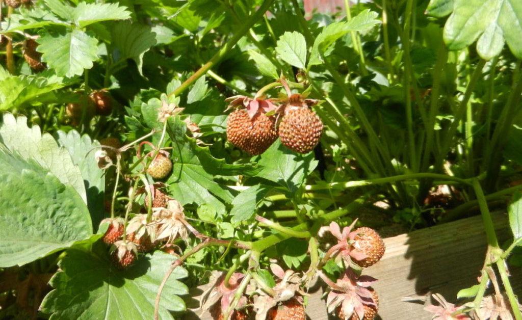 fraises sèches