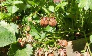 Raisons pour lesquelles les fraises ne deviennent pas rouges et sèches, que faire