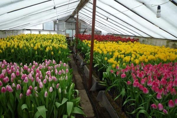 tulips in the greenhouse