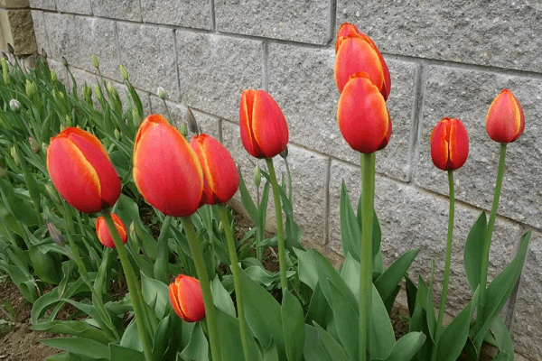 brotes rojos