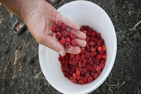 harvesting