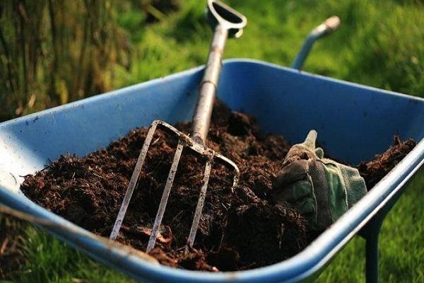 mullein in a wheelbarrow