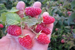 Un bon soin des framboises en juillet et août après la récolte