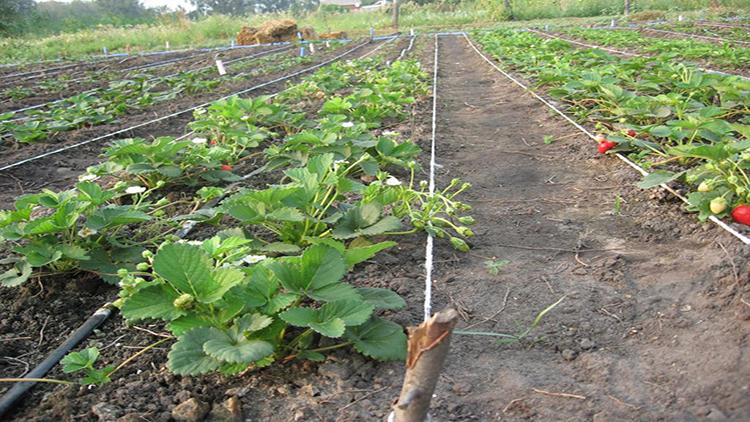 bukid ng strawberry