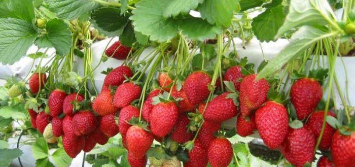 fraises mûres