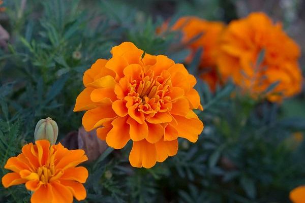 Orange flowers