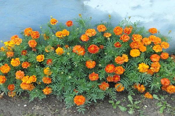 Lemmon's marigolds