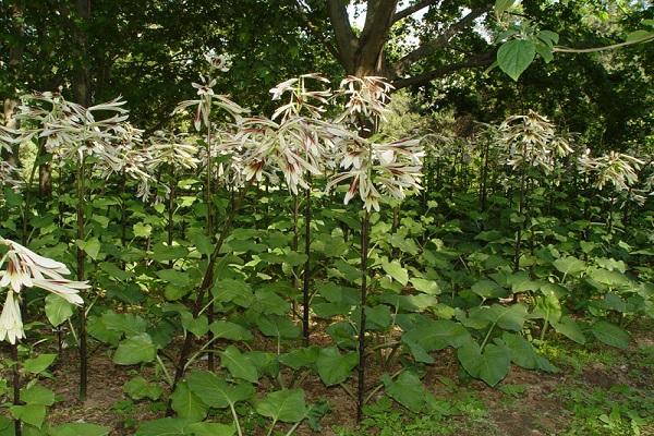 giant cardiocrinum