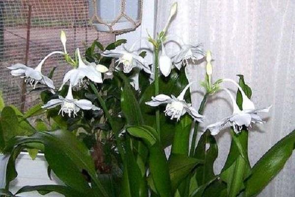 flower by the window