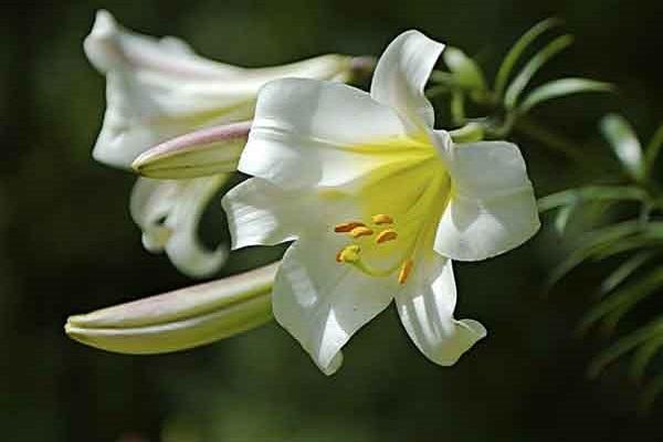 pistils en fleurs