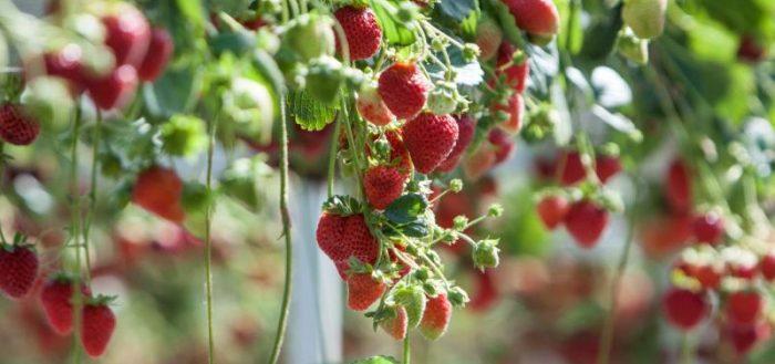 ripe strawberry