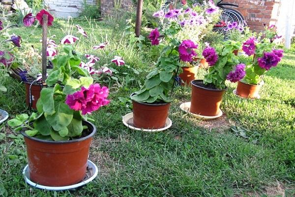 pots de pétunia