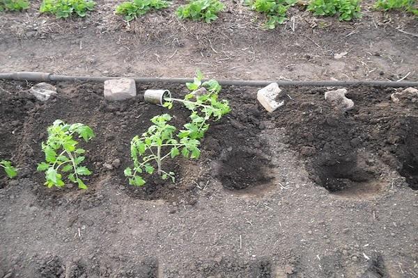 planting tomato