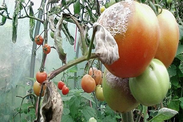 damaged fruits