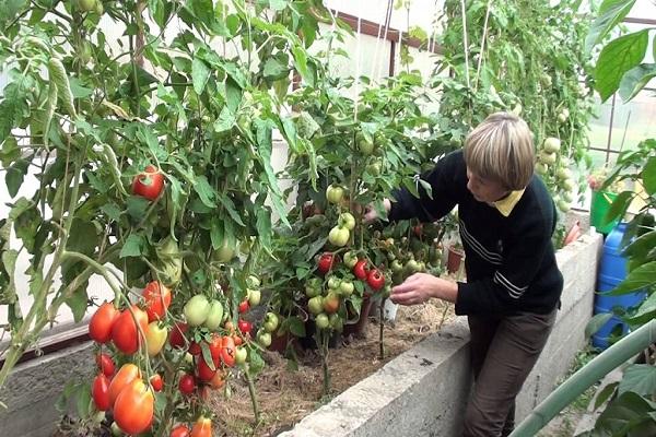 tomato care