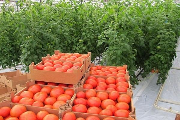 harvest boxes