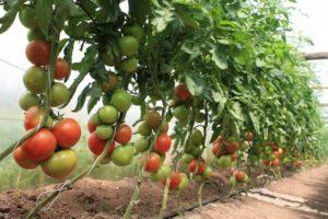 Menanam, menanam dan merawat tomato di rumah hijau di rumah