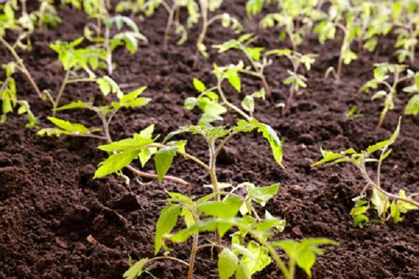 germination of seedlings