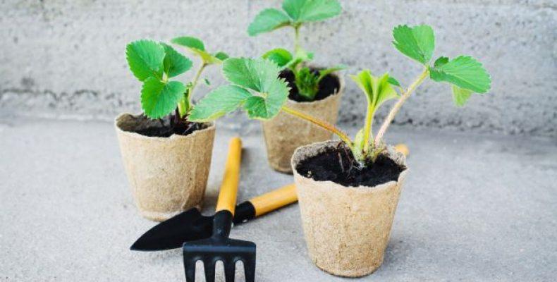 strawberry seedlings