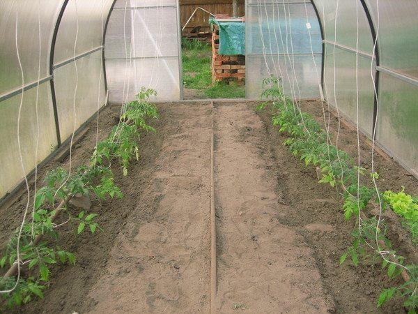 tomato seedlings in a greenhouse