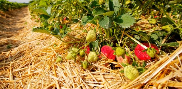 straw and strawberries