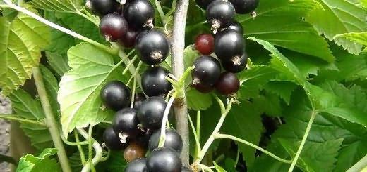 ripe black currant