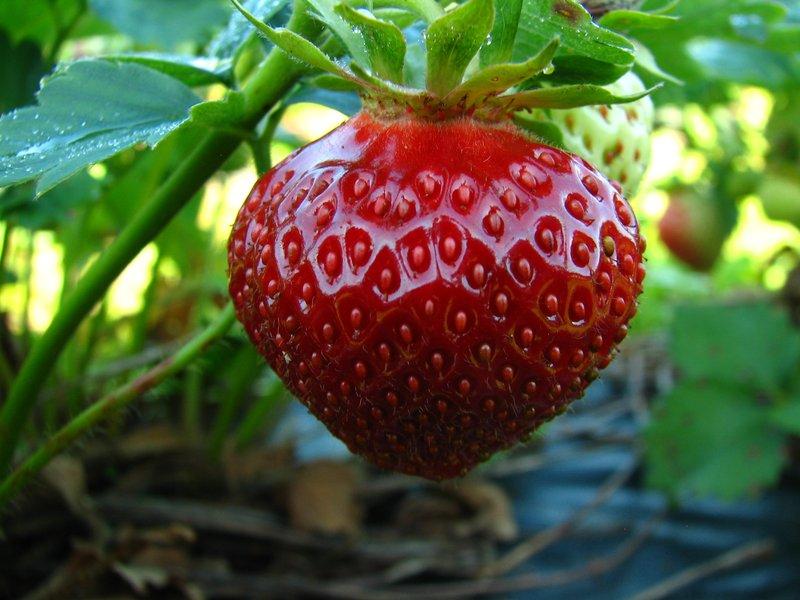 strawberry shelf