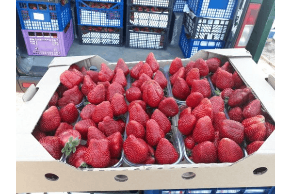 strawberries in a box