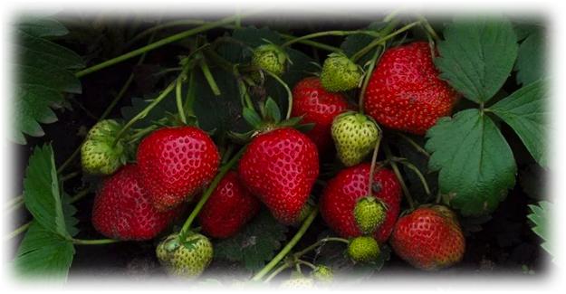 ripe strawberry