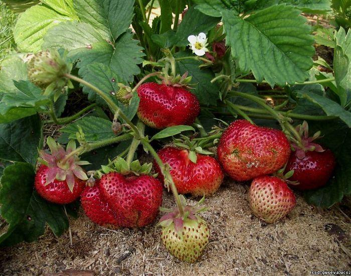 strawberry bush