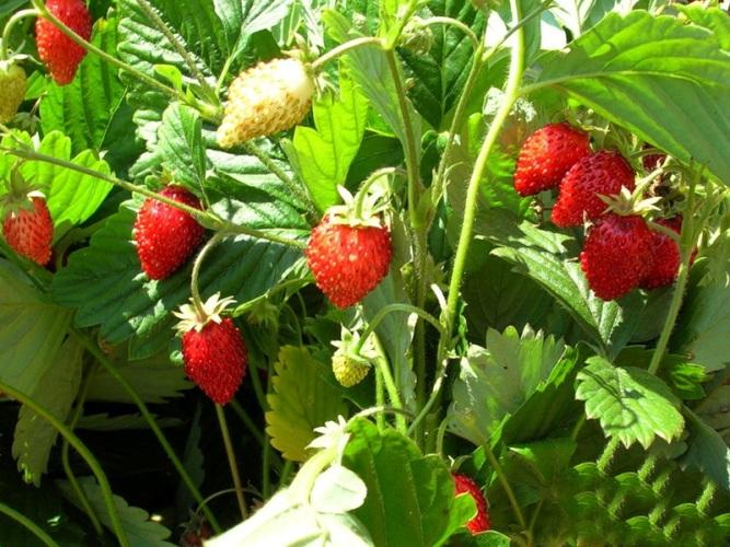 flowering strawberry