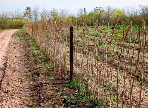 plants de framboises