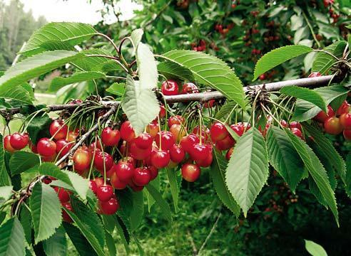 cerezas maduras