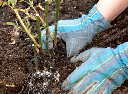 plantando rosas