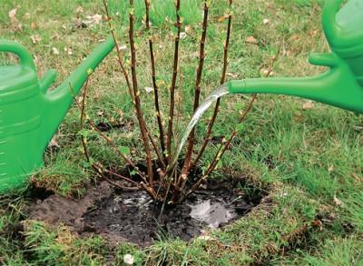 watering currants