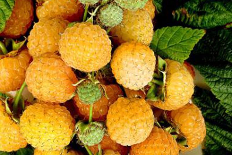 yellow raspberry