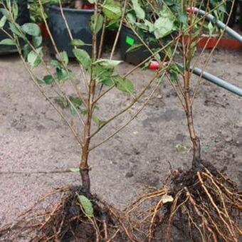 cherry seedlings