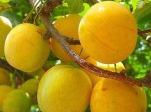 Description de la variété Cherry Plum Gek, choix du site de plantation, culture et entretien, variétés pollinisatrices