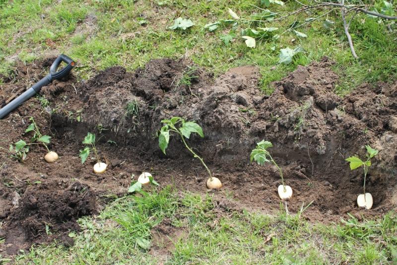 planting currants