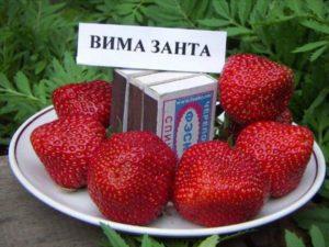 Description and characteristics of the strawberry variety Vima Zanta, cultivation and reproduction