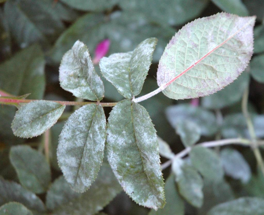 powdery mildew on roses