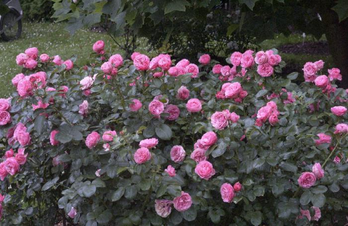 rose bush