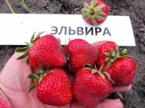 Descripción de las fresas de Elvira, plantación, cultivo y reproducción.